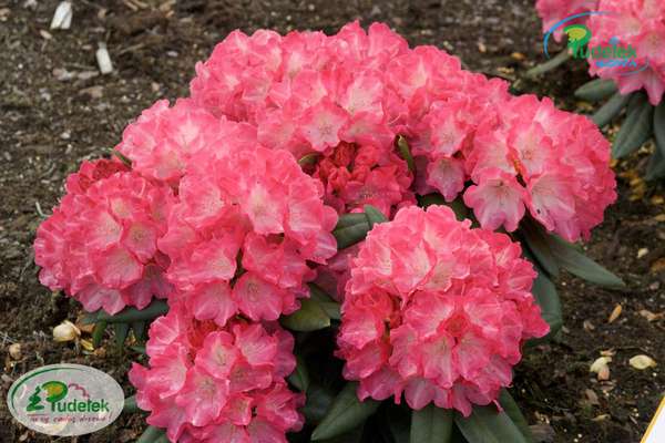 Rhododendron Fantastica